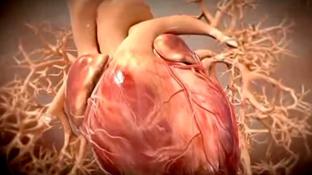 heart-corazon-cardiaco-cardiovascular-circulacion