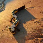 Robot Salamandra