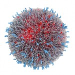 Nanopartículas dirigidas demuestran éxito en los ensayos clínicos contra el cáncer