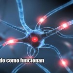 Neuronas: Entendiendo como funcionan juntas