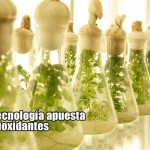 Chile: biotecnología apuesta por los antioxidantes