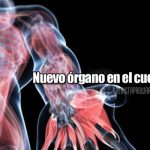 Nuevo órgano en el cuerpo humano